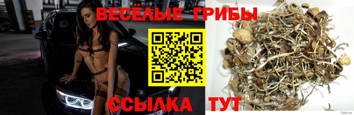 Псилоцибиновые грибы мицелий Нефтекамск